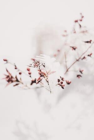 branches with berries